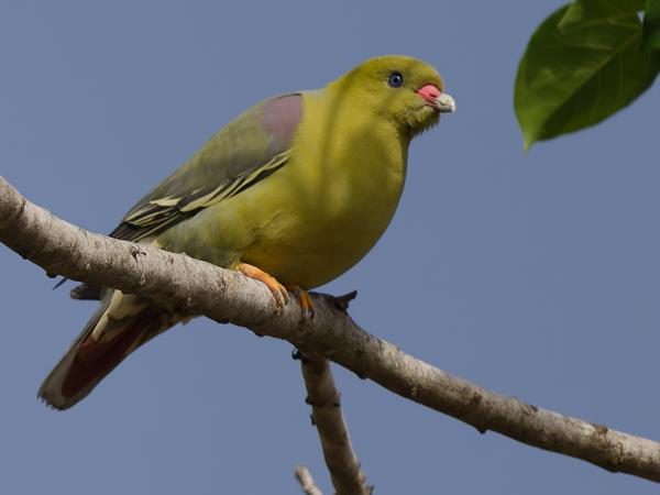 <h3><a href="/trips/gambia/biota/animalia/chordata/aves/026 columbiformes/001 columbidae/treron calvus/treron calvus-nl.html">Treron&nbsp;calvus</a> / African&nbsp;green&nbsp;pigeon / Afrikaanse&nbsp;papegaaiduif</h3>OM-1 Mark II met OLYMPUS M.150-400mm F4.5, 1/2000 sec  bij F4.5, ISO 250, afstand 17.7&nbsp;m